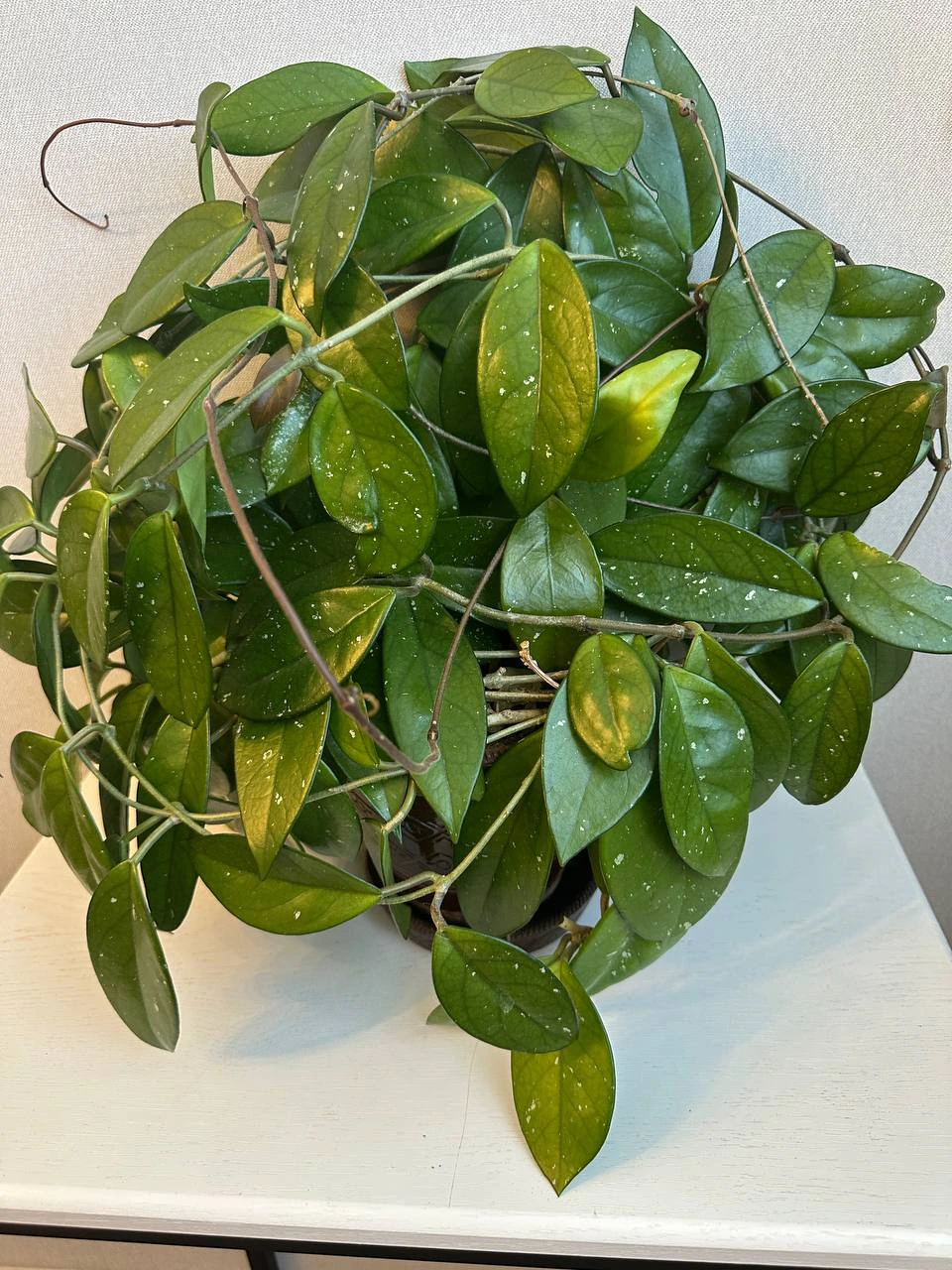 Hoya pubicalyx with long green vines